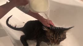 Cute Fluffy Cat Takes Bath and Gets Full Body Massage by Humans