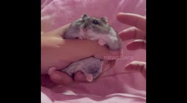 Adorable hamster enjoys listening to her human’s baby talk