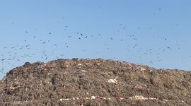 Hundreds of Hawks,Vultures Spotted over Mountain Of Waste in Ghazipur landfill