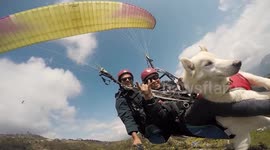 This paragliding husky loves to soar in the sky with his owner in Nepal
