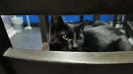 Cat in the betting shop