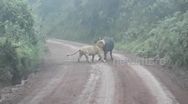 Fight between buffalo and two lions spills onto road blocking traffic in Tanzania