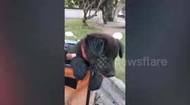Rider picks up lost puppy wandering on busy road in Thailand