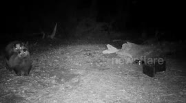 Love is in the air: Cheeky badgers make love on Valentines Day in Scottish Highlands