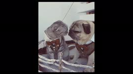 Valentines day pug and cat