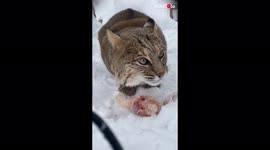 Super-cute bobcat makes super-creepy sounds while enjoying her food