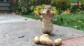 Never give up! Chipmunk finally gets whole monkey nut in her mouth after MANY attempts
