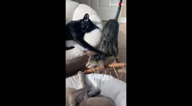 'Jealous cat has had enough of its friend trying to trouble its 'crush' *A Funny Love Story*
'