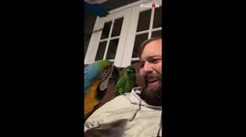Pet owner amused as his two macaws copy his fart noises