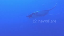 Thai Navy searches for manta ray with rope wrapped around its body