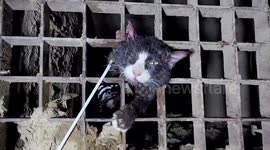 Stray cat rescued after it was found with head stuck in metal drain cover