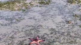 Hundreds of mystery starfish appear on beach in southern Thailand