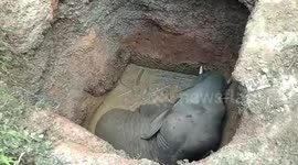 Young elephant rescued from farm well after heroic effort in West Bengal, India