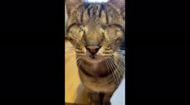 Adorable London cat with NO EYES becomes TikTok star as owner urges people to adopt disabled pets