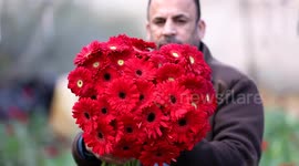 A Palestinian gardener collects flowers from his field on Valentine's Day in Beit Lahia, Gaza