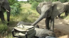 Trunk to trunk: playful baby elephant inspects safari vehicle
