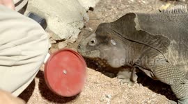 The importance of target training for this endangered iguana species