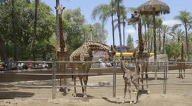 Experience the Joyous Celebration Around the Birth of a New Giraffe Calf