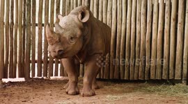 Rhino travels from San Diego Zoo to Tanzania to meet potential mate