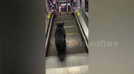 Hapless stray cat walks wrong way down train station escalator