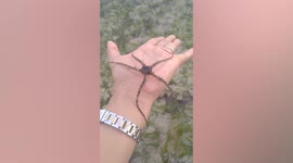 Alien-like sea creature wriggles on lady's palm in the Philippines
