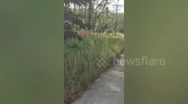 Stray dog trips on green snake that was crossing a road in Thailand