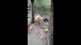 Our Cats Male and Female is running,sleeping, and Love Making Video