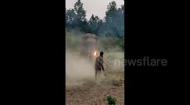 INCREDIBLE moment brave forest official stops charging elephant