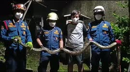 Firefighters remove two huge snakes from family's toilet and ceiling in Indonesia