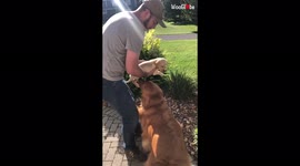 Golden retriever overwhelmed with excitement when meeting new puppy for first time