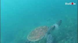 'Underwater photographer films sea turtle eating a jellyfish *CAPTIVATING*'