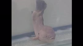 Fish in Vietnam with right-angled body thrives despite its unique shape