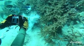 Pregnant shark found dead after being strangled by tourist's discarded HAT