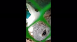 My rabbit Gray and White eating rabbit food pellets and sticking each other