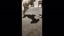 funny Labradoodle puppy barks at brush and thinks it's a dog!