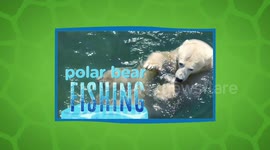 Polar bear fishing is as awesome as you think it is