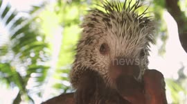 Porcupettes are very cute and very important too