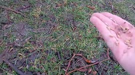 Feeding Geese (ASMR)