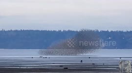 Spectacular starling murmurations spotted in Vancouver skies