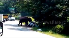 wild elephant attacked to the Ukraine tourist on the road at minneirya national park #attack