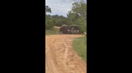 wild elephant tusker attacked to tousit safari jeep at yala national park #attack #fight