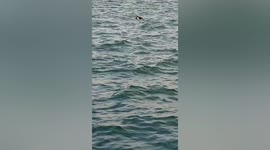 Kind fisherwoman rescues tired eagle from drowning in sea