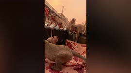 Group of wild monkeys raid pickup truck to steal food in Thailand