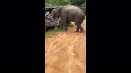 Elephant goes on terrifying RAMPAGE attacking two tourist vehicles in Sri Lankan national park