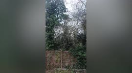 Rare “one-in-a-million” white albino squirrel spotted around UK garden
