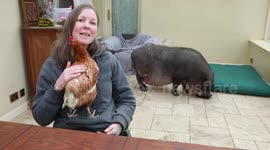 Unlikely pig-chicken friendship is cutest thing you'll see today