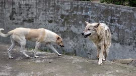 Chinese zoo places dog in wolves enclosure to accompany injured wolf