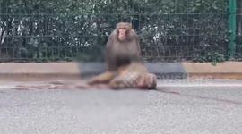 Monkey refuses to leave friend killed in an accident