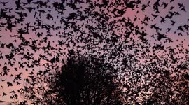 Stunning footage from UK shows thousands of starlings taking off at dawn