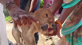 Three-eyed calf born in southern India considered 'reincarnation of a god' by villagers